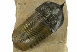 Psychopyge Termierorum Trilobite With Morocconites #310634-4